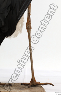 Black stork leg 0021.jpg